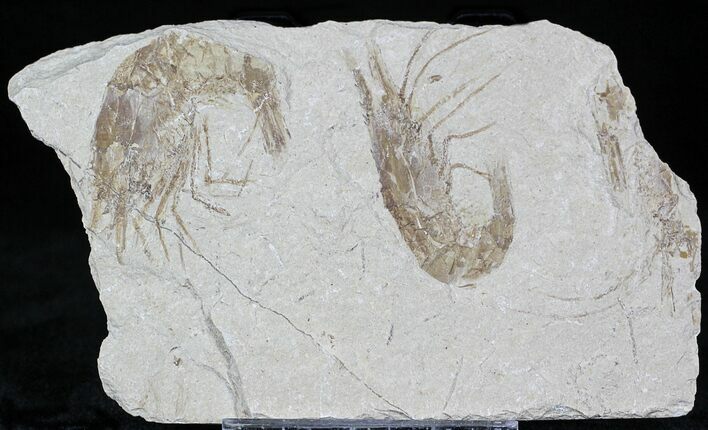 Cretaceous Fossil Shrimp - Lebanon #22869